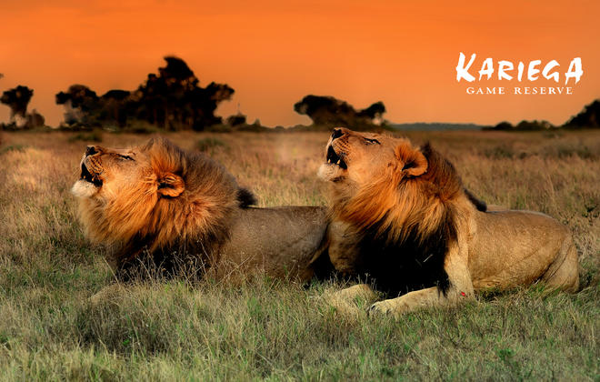 Kariega male lions